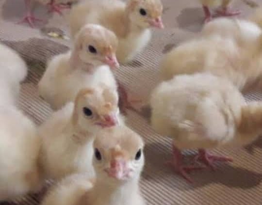 جوجه بوقلمون یکروزه