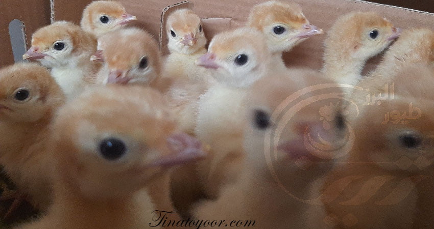 جوجه یکروزه بوقلمون زرین جوجه شمال