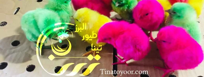جوجه رنگی یکروزه