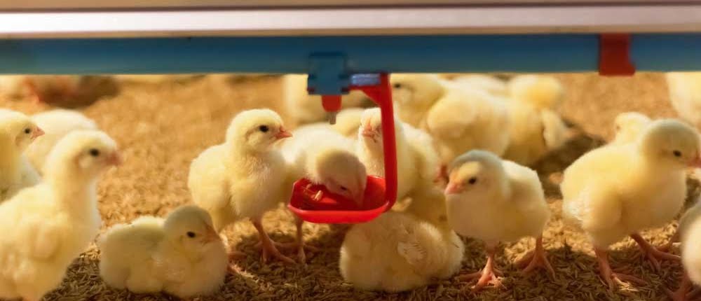 خرید جوجه گوشتی راس